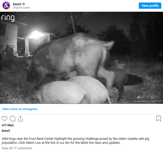 德州野猪泛滥，管控遇难题