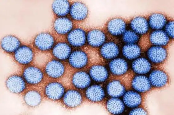 美国轮状病毒反弹，警惕婴幼儿感染