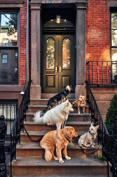 纽约养宠减负迎新机遇 宠物开销税收抵免法案待审核